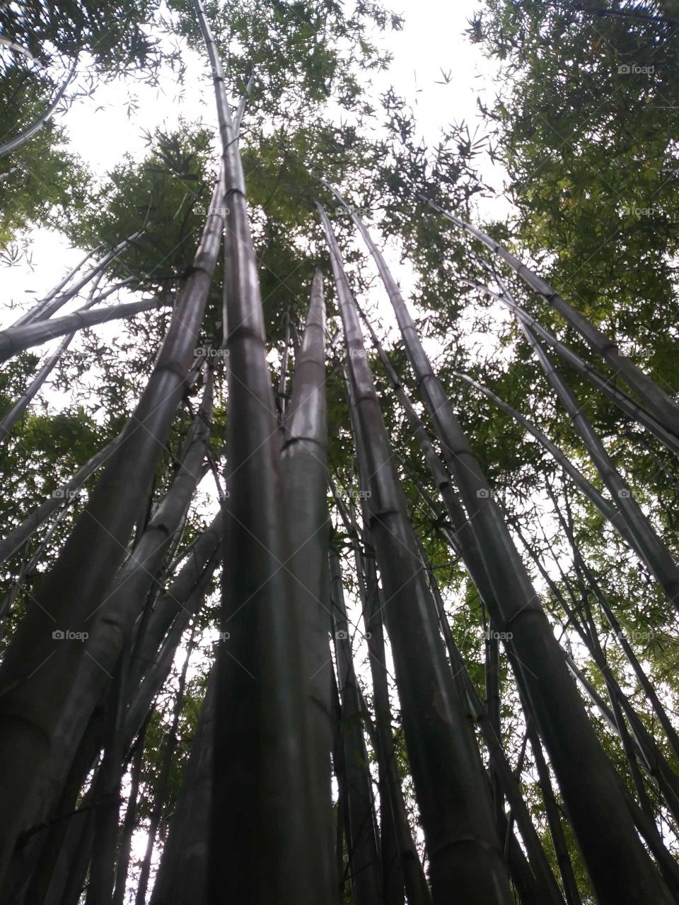 bamboo and sky