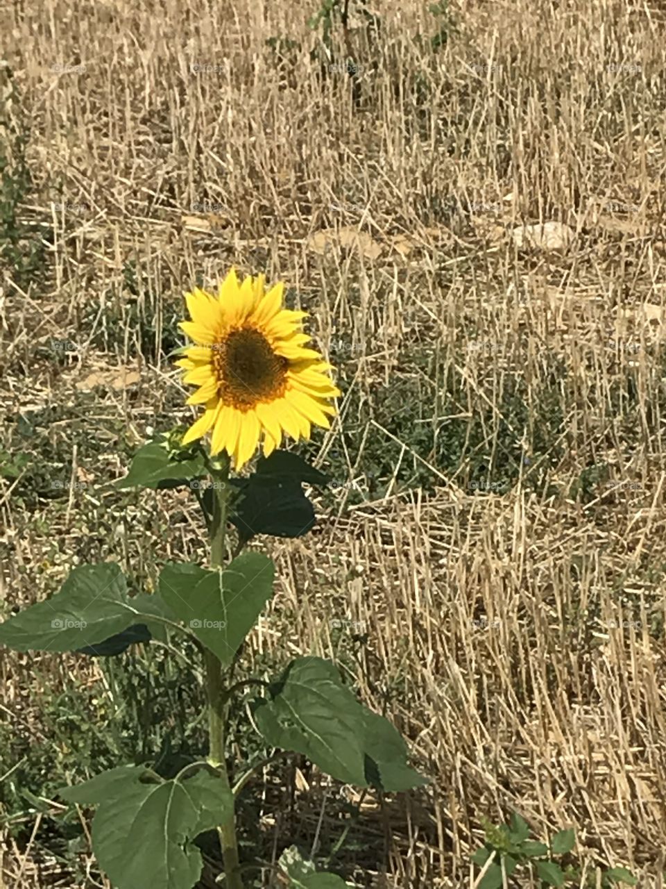 Girassol. Caminho de Santiago de Compostela.🇪🇸