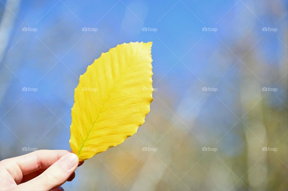 Yellow leaf