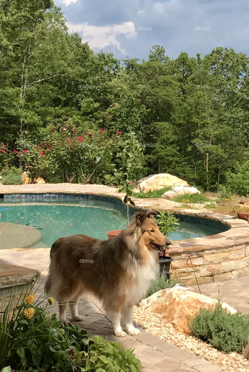 Collie by the pool 