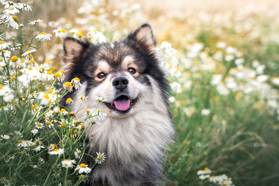 Portrait of a young Finnish Lapphund dog among flowers in spring