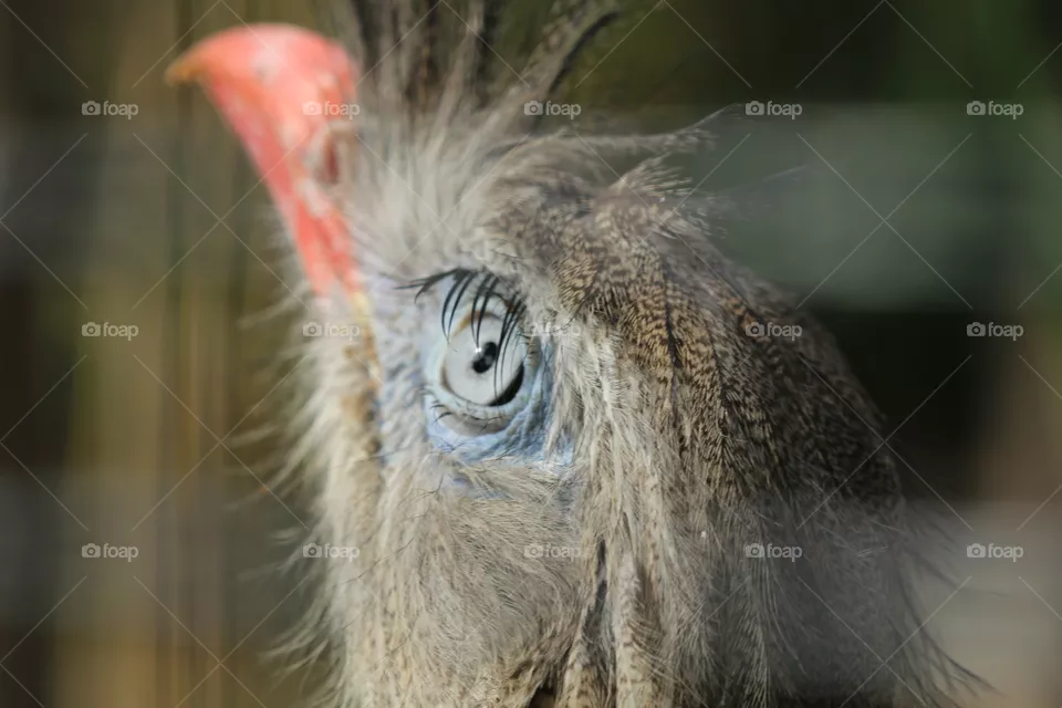 eye