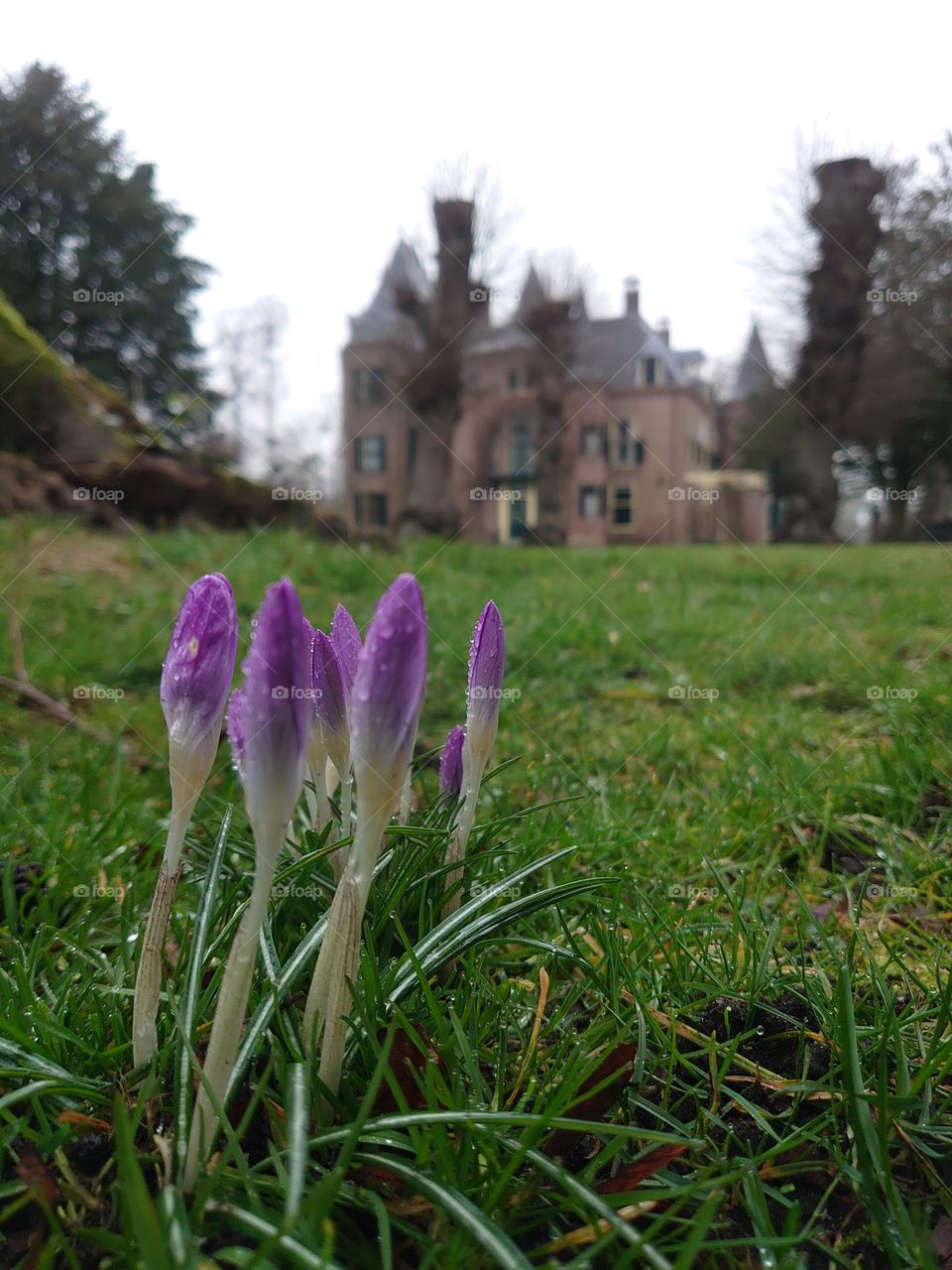 Crocus at the castle garden