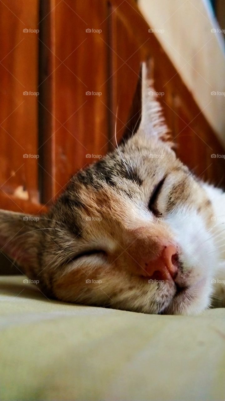 sweet dreams kitty😋