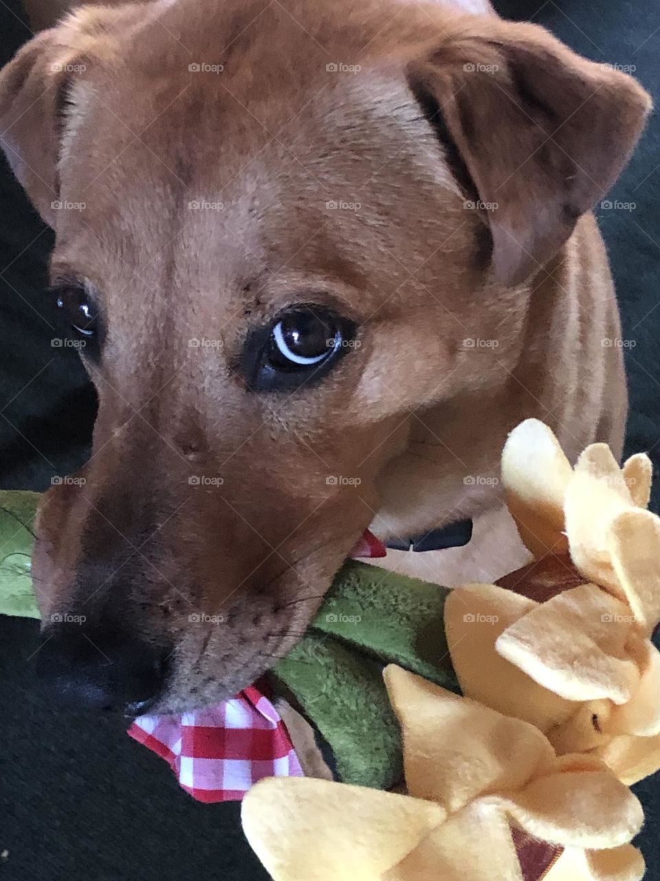 Penny, our 4 year old rescue, was very happy to be home….she got a new toy for being so good! Flowers that squeak!!