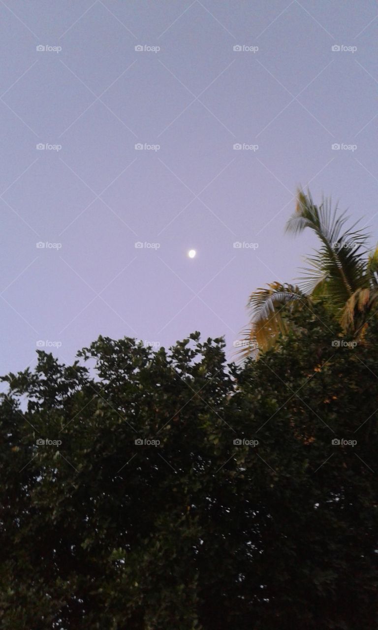 Tree, No Person, Landscape, Sky, Nature