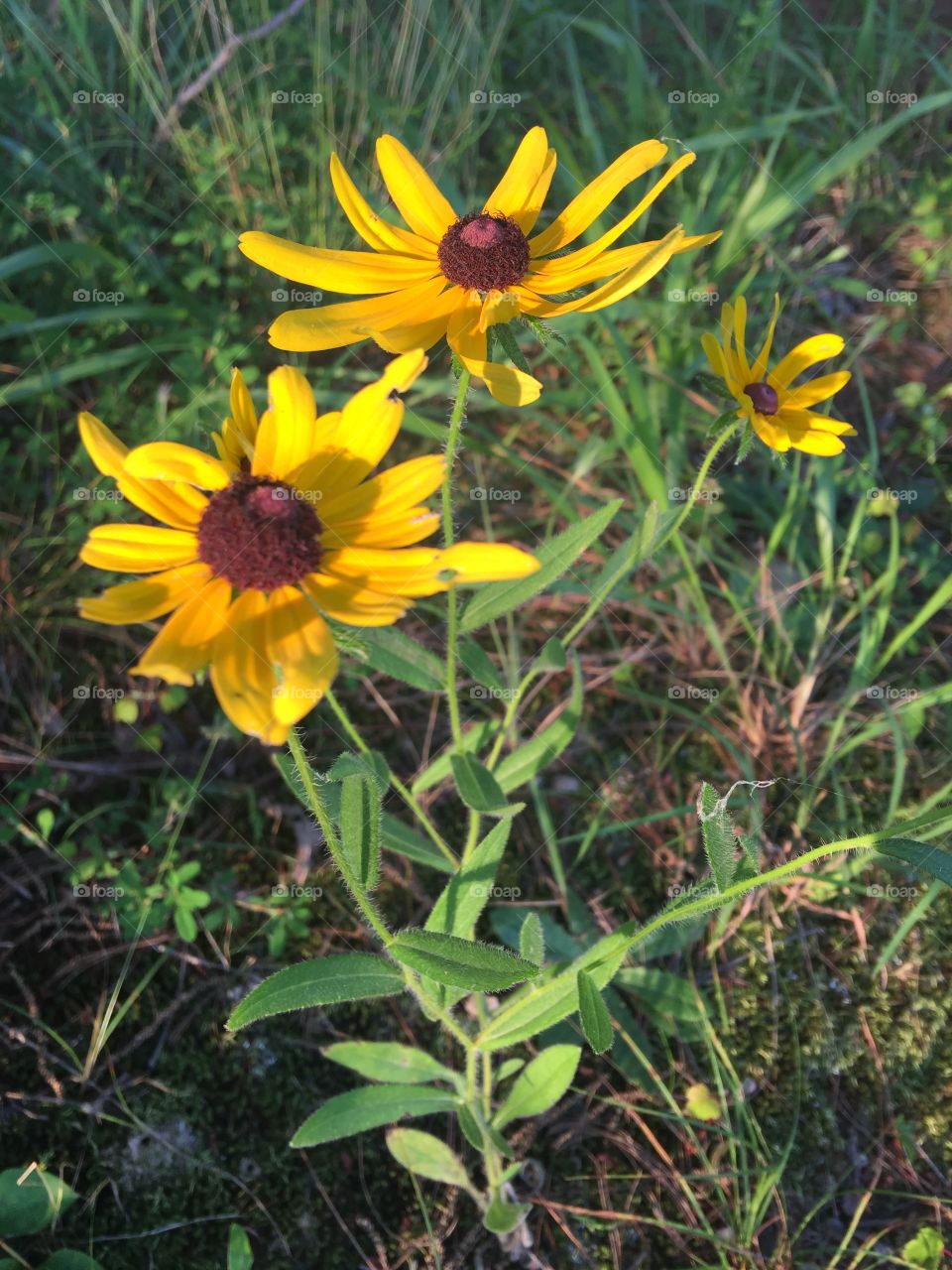 Sunset Susans 