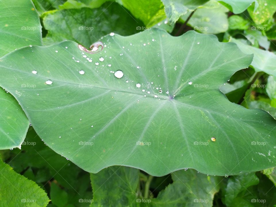 kochu patar pani rain drops on a green leaf, life is like that, we are alive if water is there, we are nothing if there is no water. Water is life and oxizen is life.