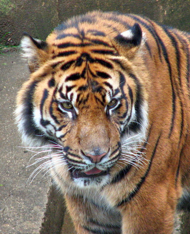 On the prowl