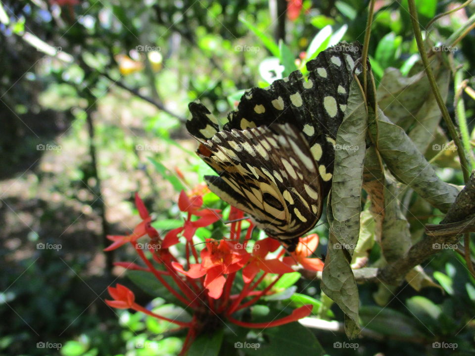 diving butterfly