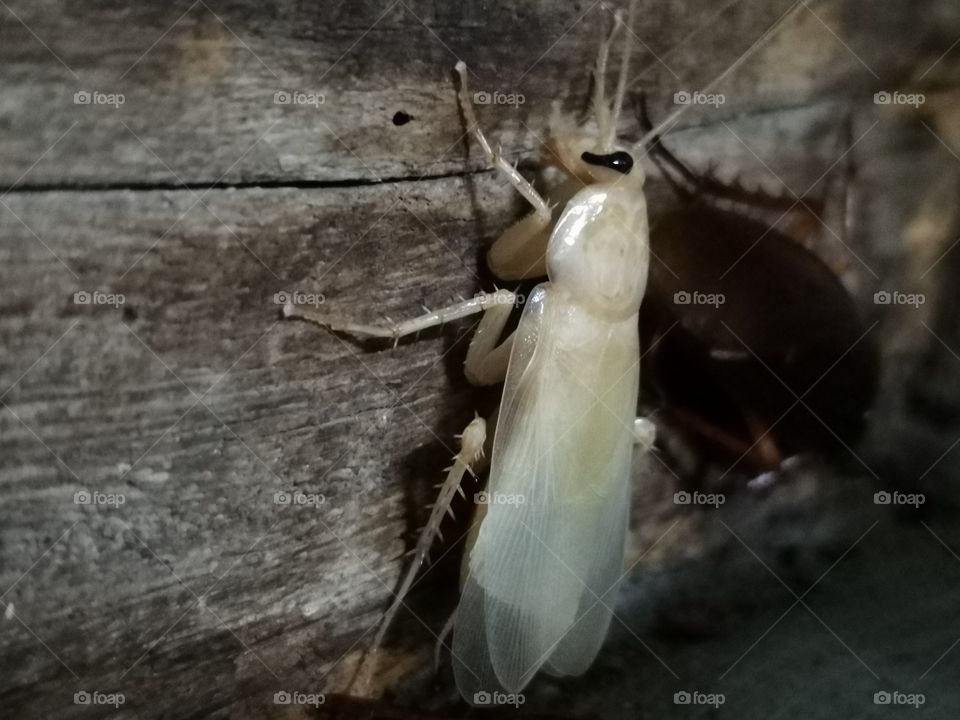 White Cockroach