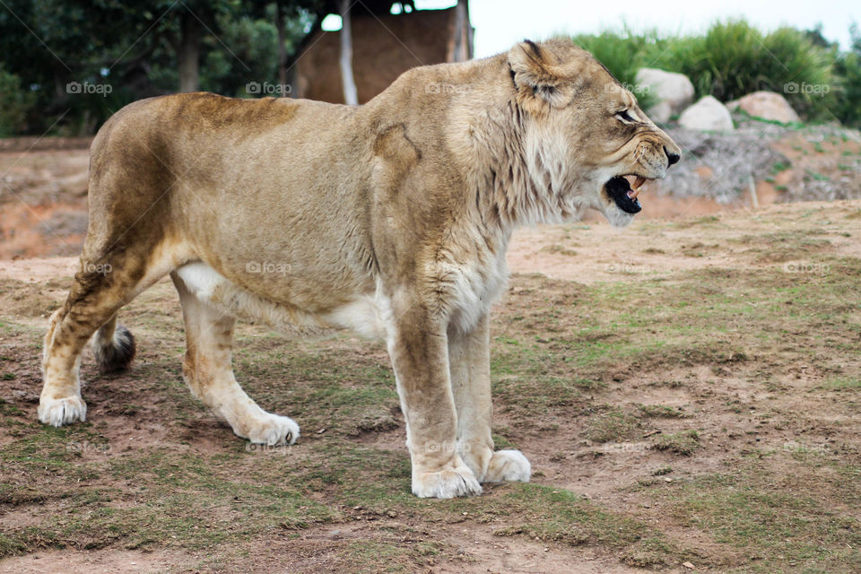 Lion 