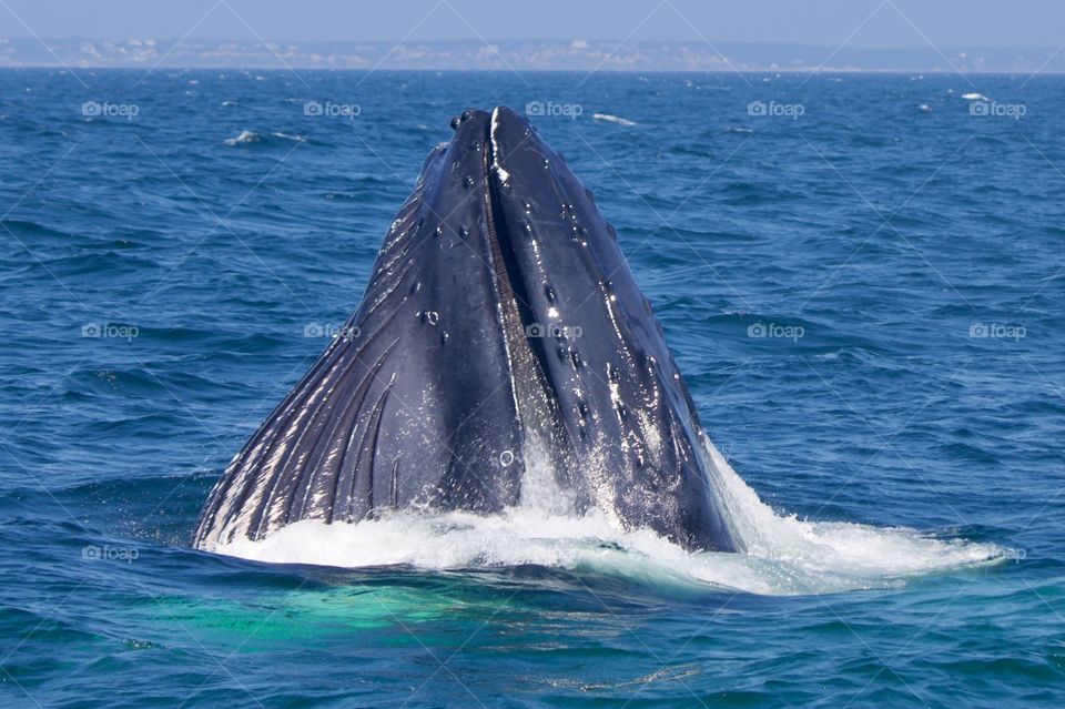 Humpback whale in Massachusetts 
