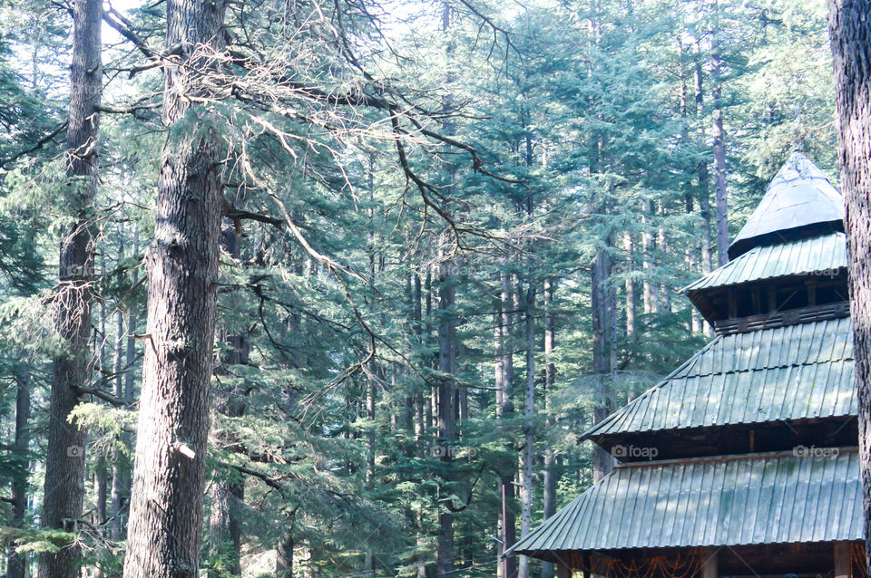 The sacred Hidimda Devi Temple in Shimla, Kullu, Himachal Pradesh, noerthern India, Asia. Famous view of wooden covered architecture of Himalayan region.