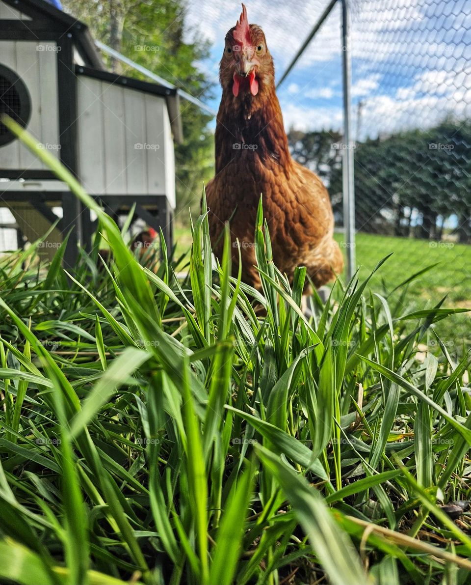 Silly chickens exploring the green grass