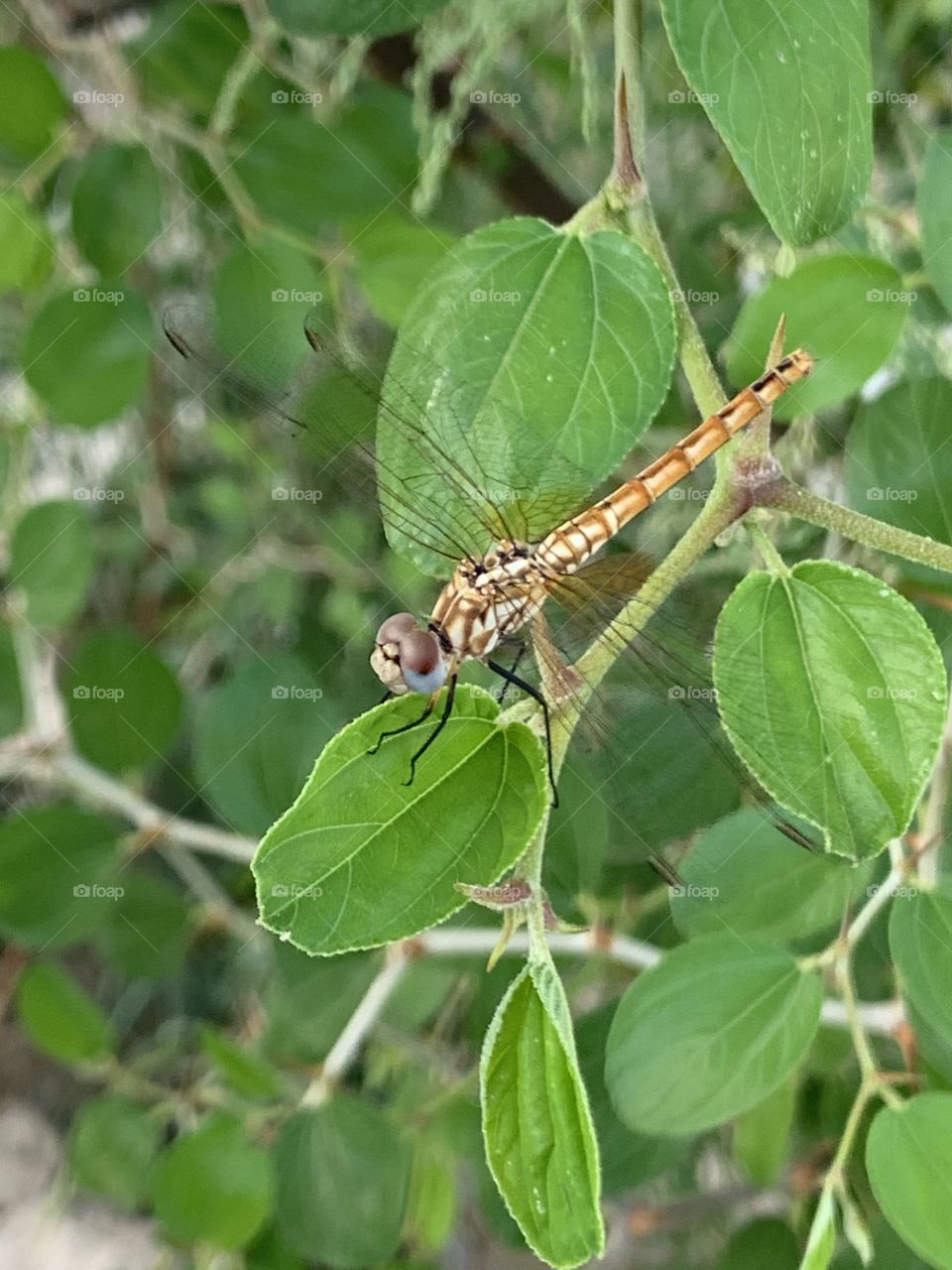Dragonfly 
