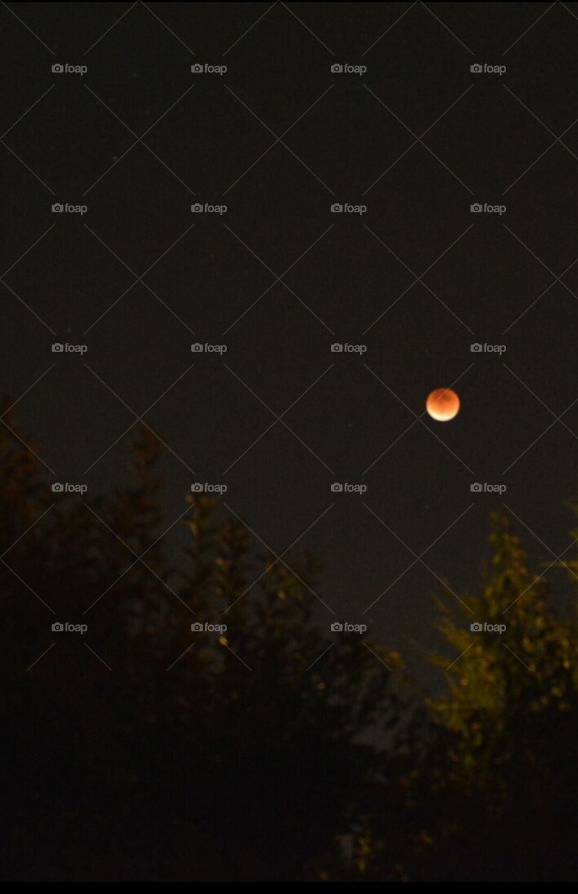 blood moon soon to eclipse (photo coming)