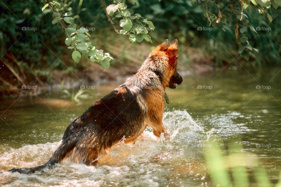 German shepherd dog swimming in a summer river