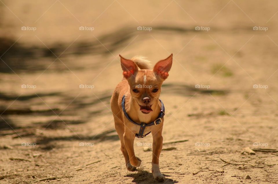 Running dog
