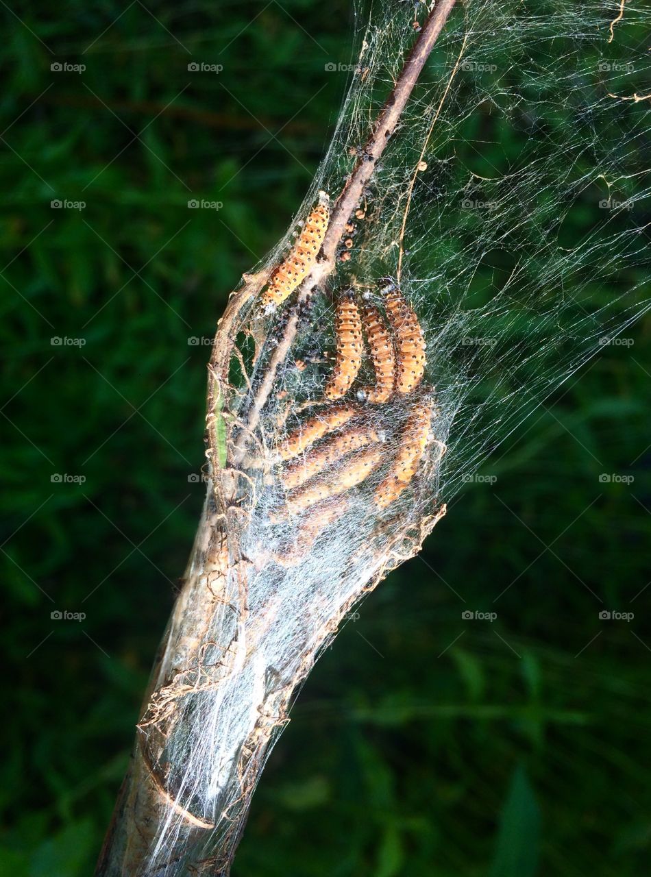 Orange caterpillar in web funnel virginia bug worm