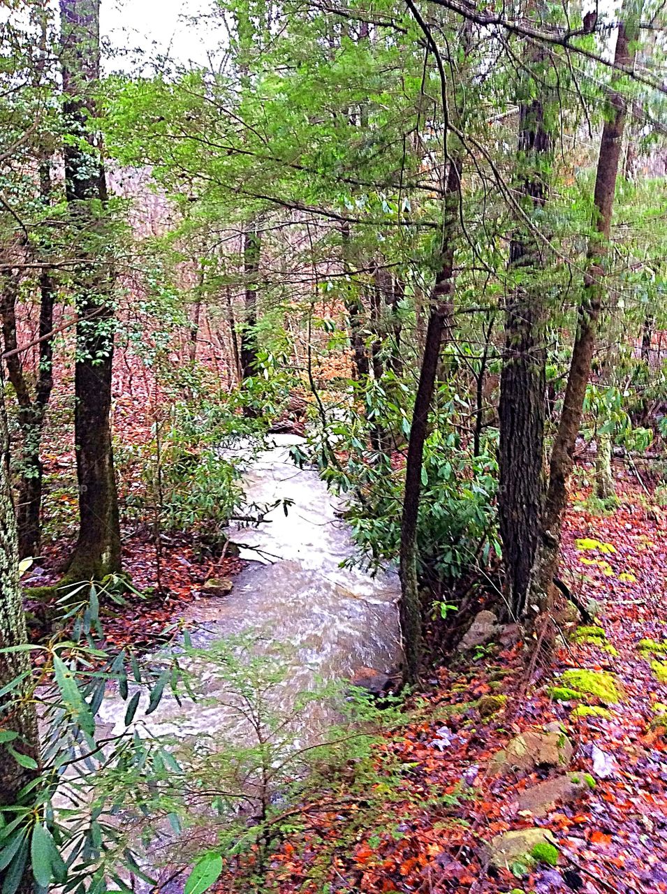 The sound of the water in the creek is sooo peaceful!