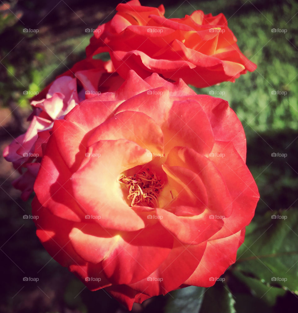 🌹 🇺🇸 Very beautiful flowers to brighten our day.  Live nature and its beauty. Did you like the delicate petals? / 🇧🇷 Flores muito bonitas para alegrar nosso dia. Viva a natureza e sua beleza. Gostaram das pétalas delicadas? 