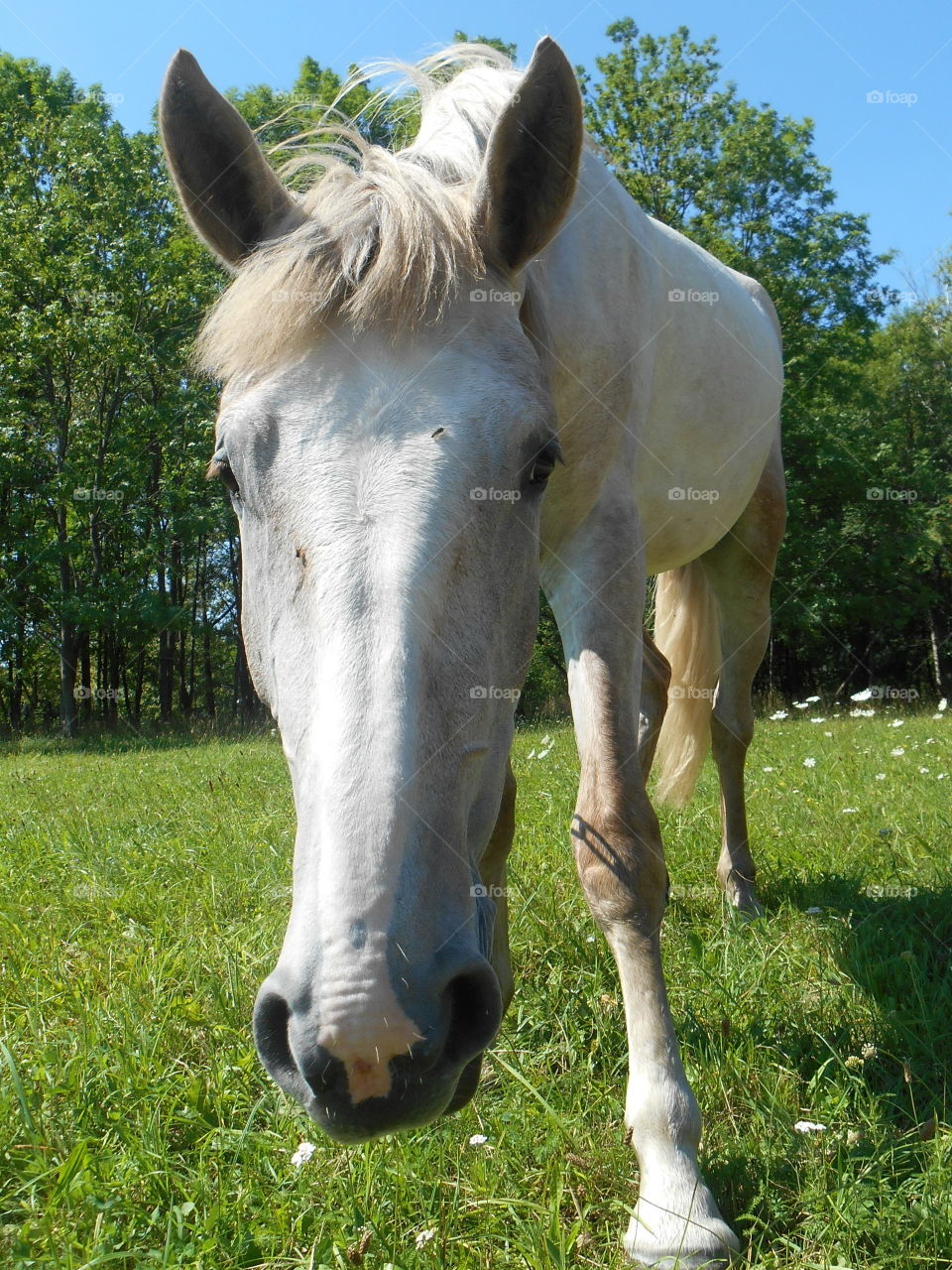 Pasture, Animal, Mammal, Cavalry, Farm