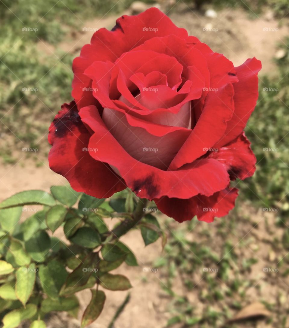 🌹 🇺🇸 Very beautiful flowers to brighten our day.  Live nature and its beauty. Did you like the delicate petals? / 🇧🇷 Flores muito bonitas para alegrar nosso dia. Viva a natureza e sua beleza. Gostaram das pétalas delicadas? 
