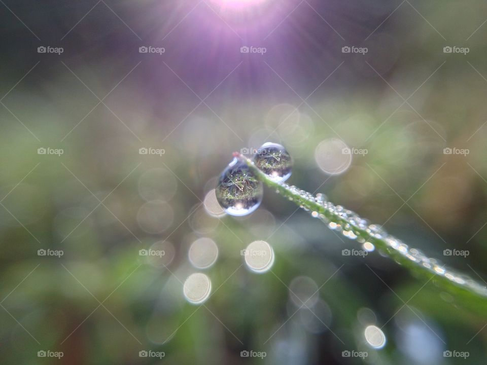 Dew Drops on Grass