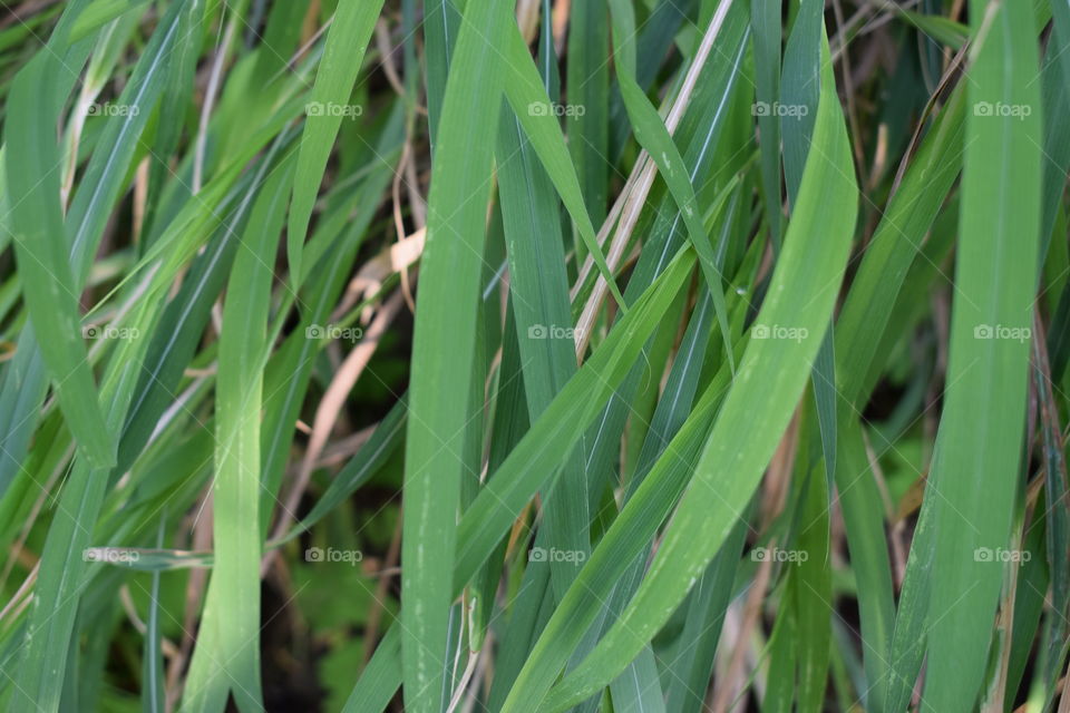 Grass 