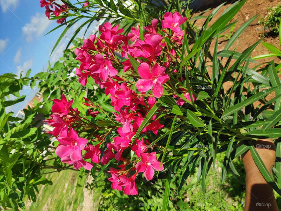 a image of Oleander plant