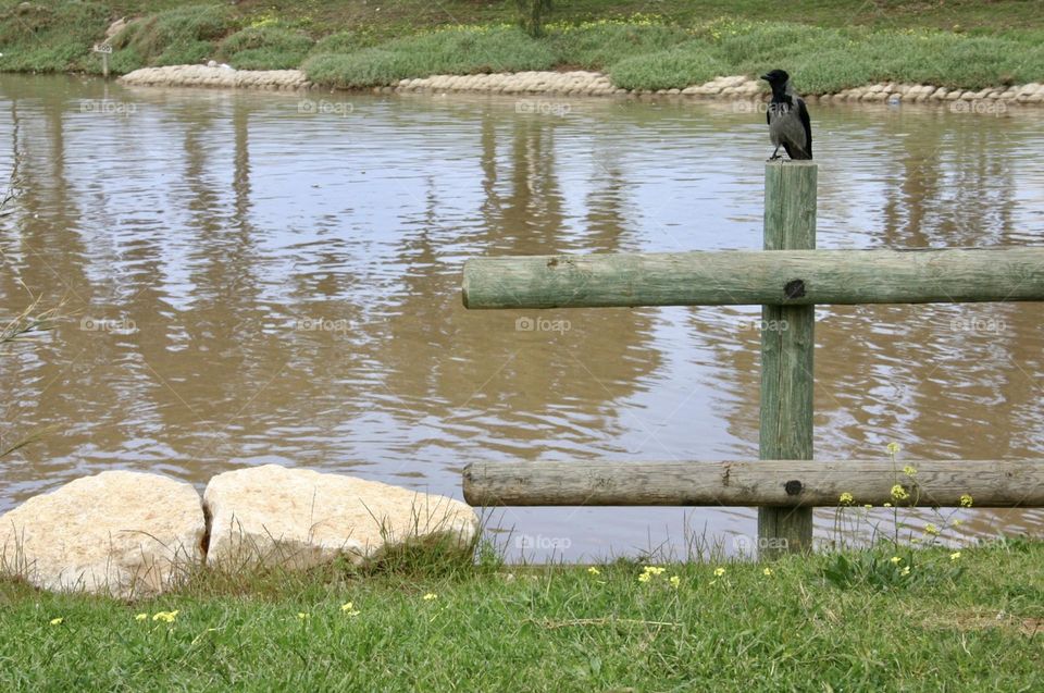 Raven stand on wooden fence near the river at the park
