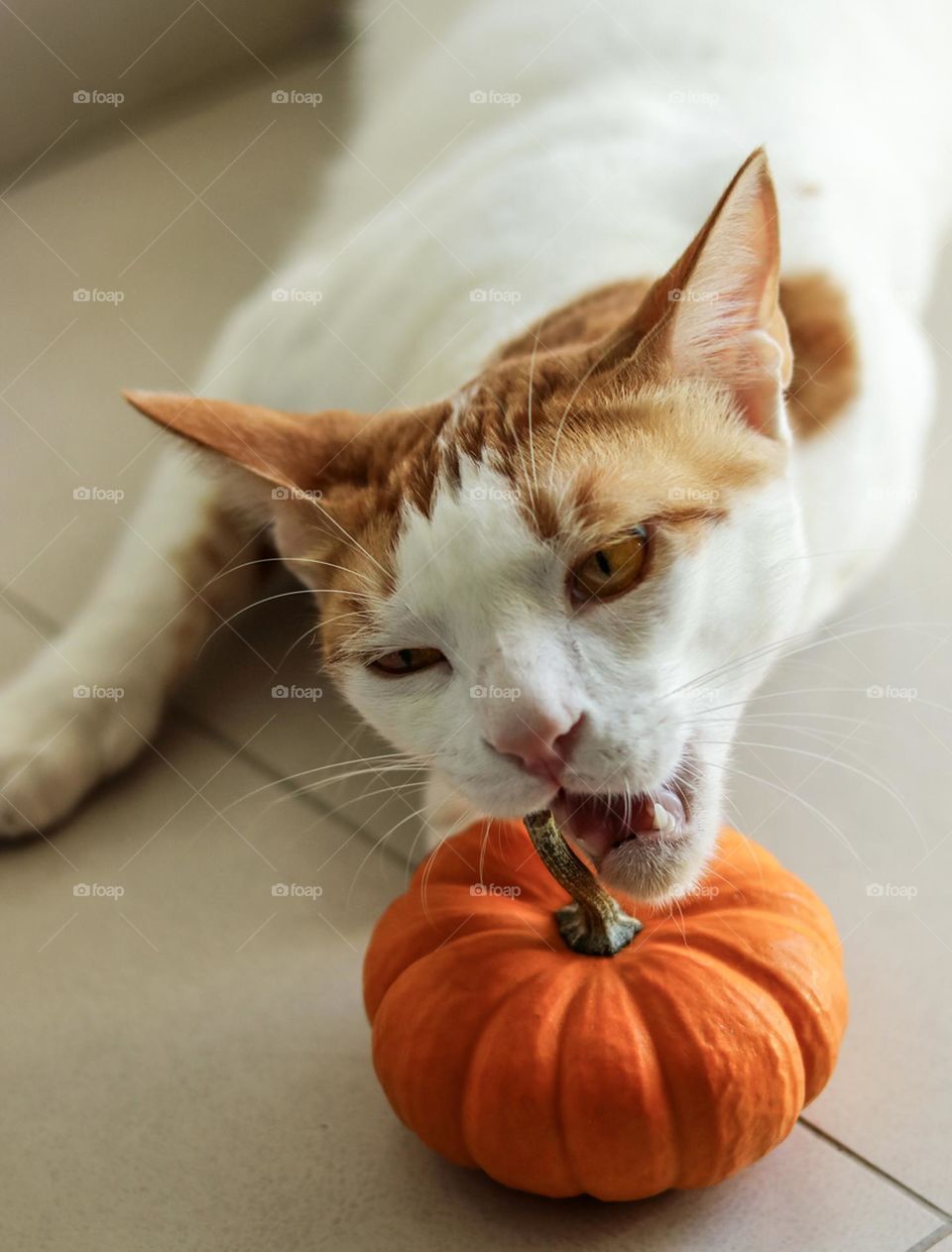 A Cat and a Pumpkin