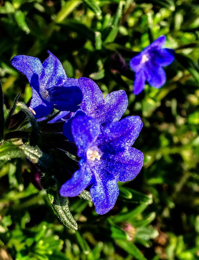 Shining Blue Stars