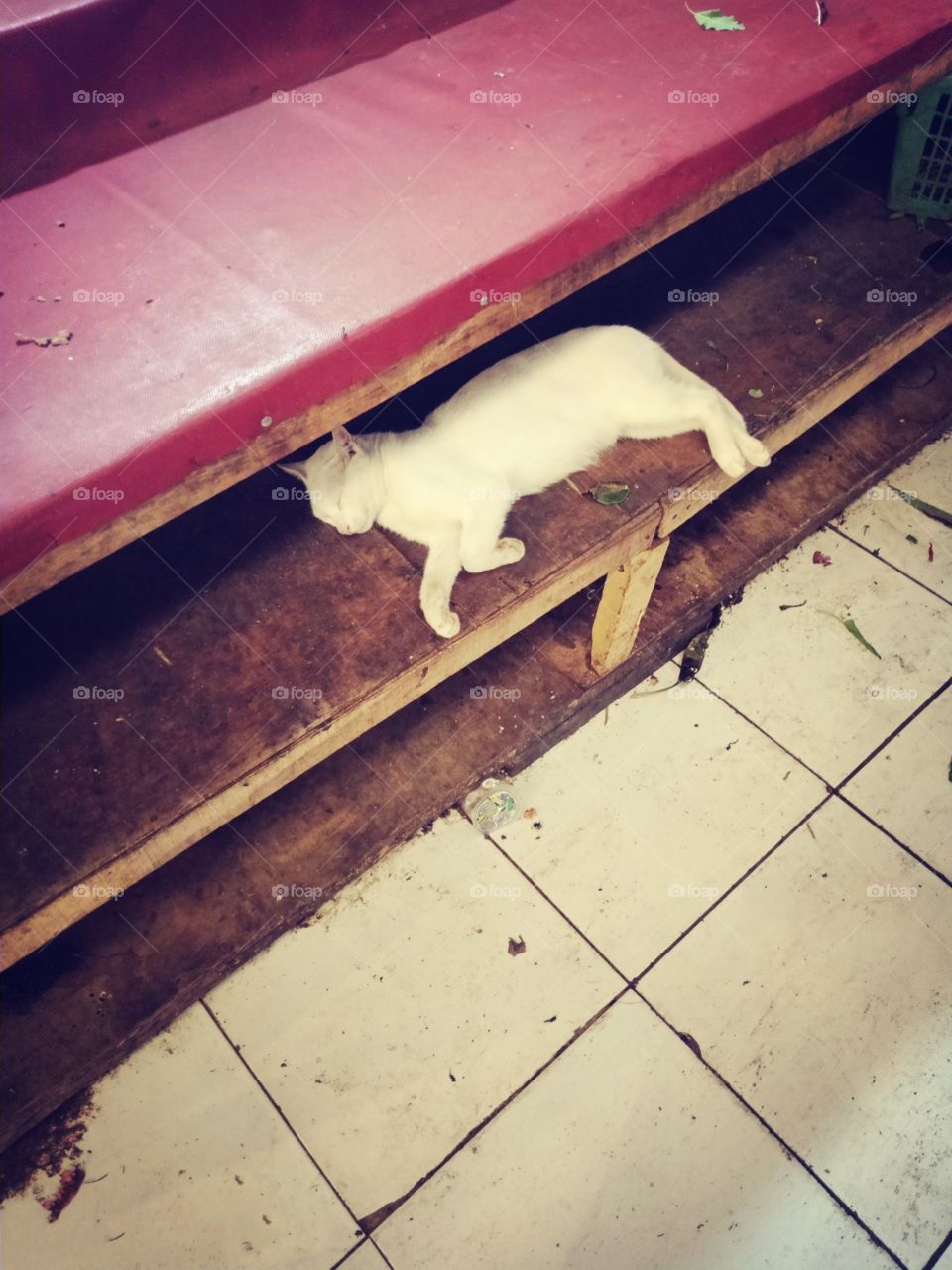 kucing tidur