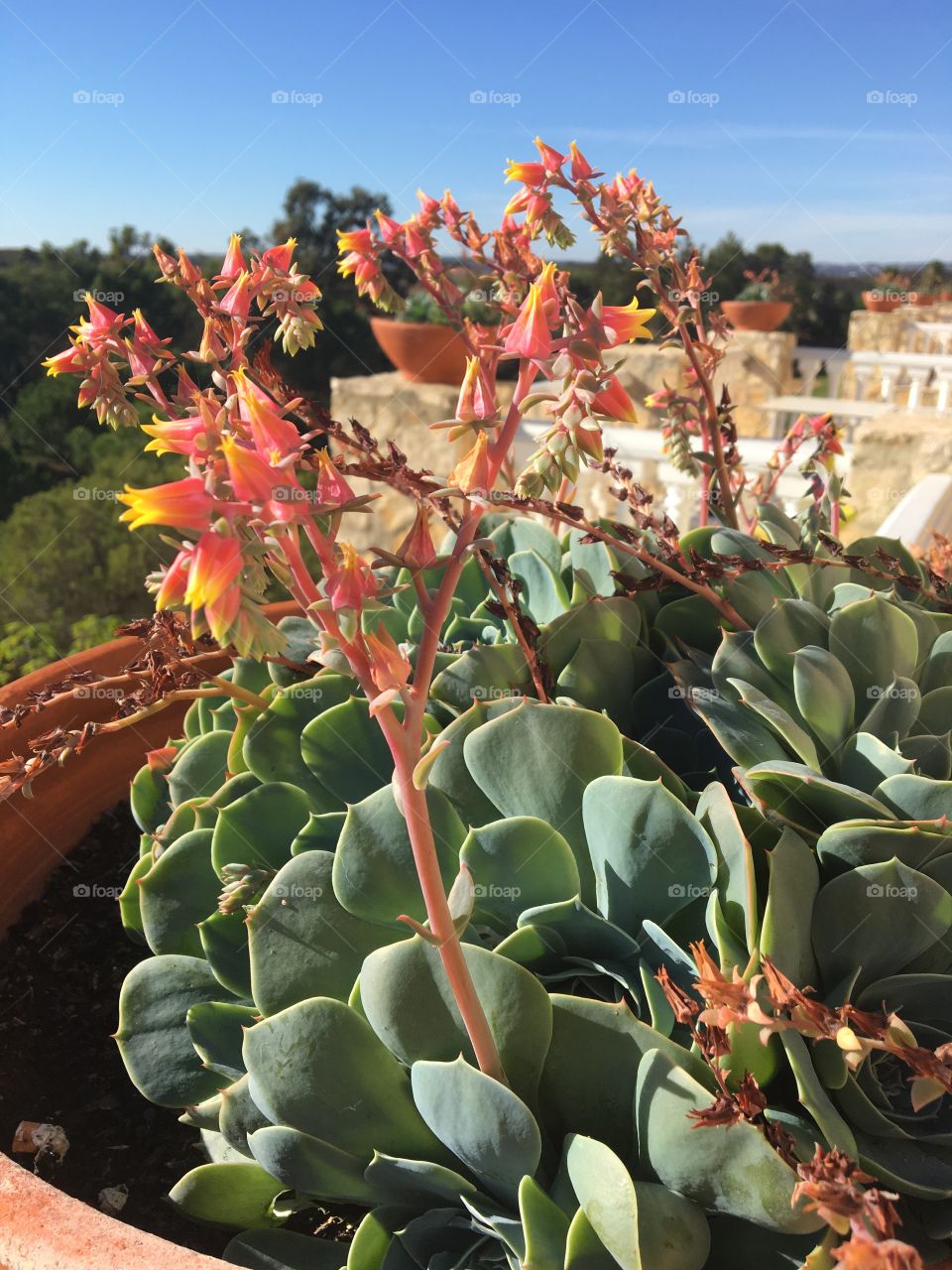 Echeverias 