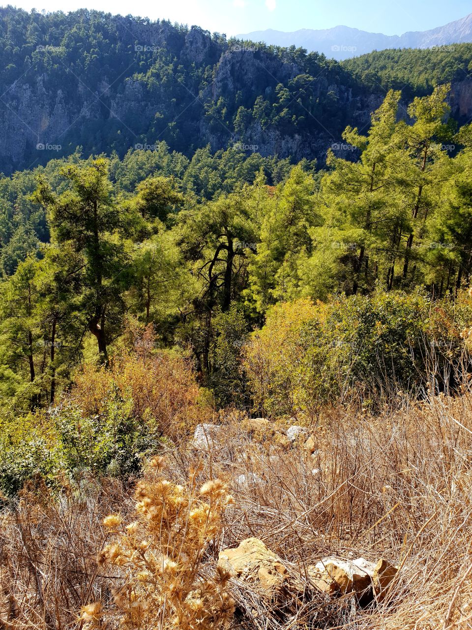 forest in the mountains