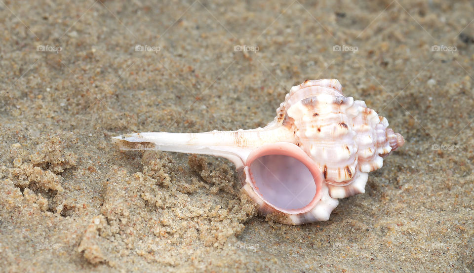 High angle view of conch shell
