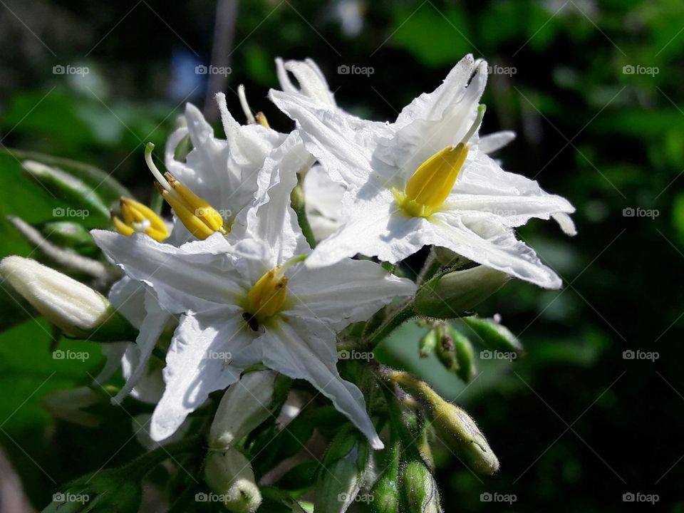 White and yeallow colour flowers blooming