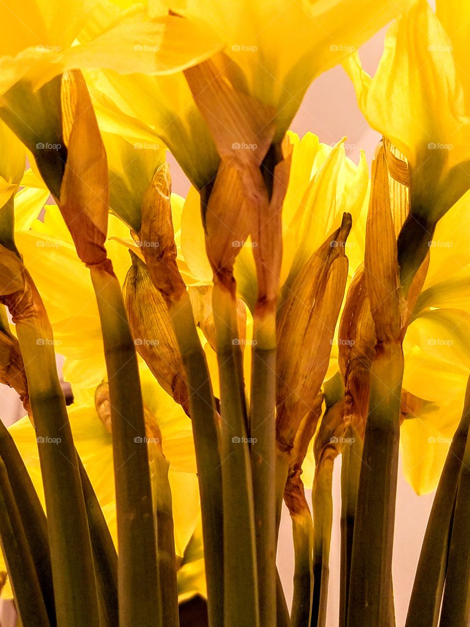 Flowers Close-up