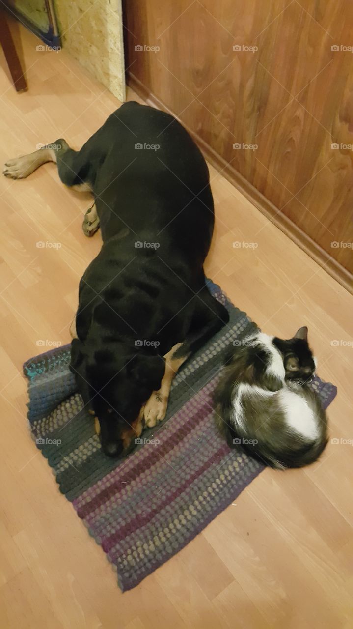 Dog and cat. Rottweiler and cat