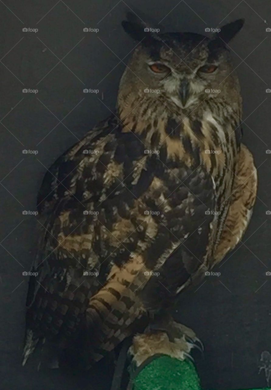 Owl