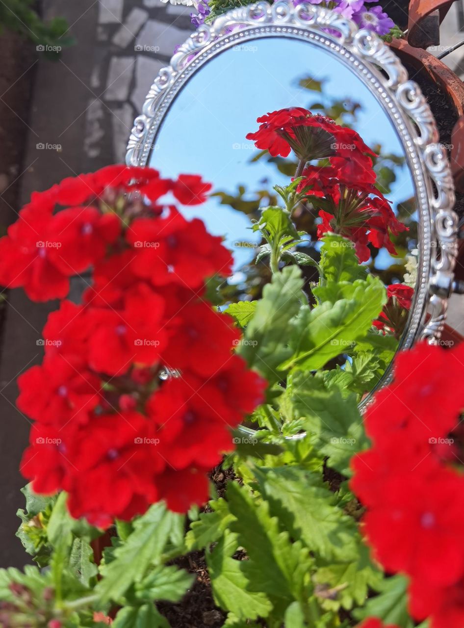 Red flower reflection