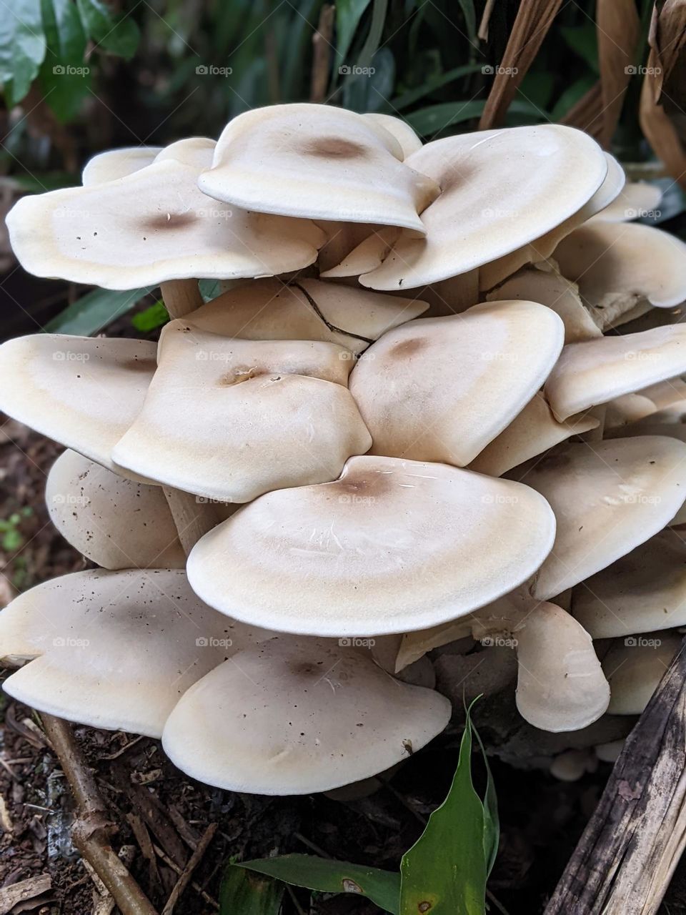 giant mushroom