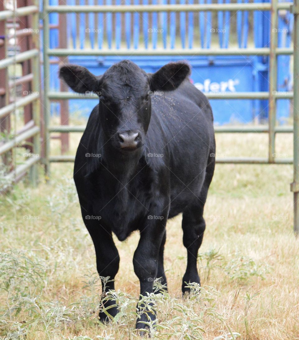 Young Maine Anjou cross calf. 