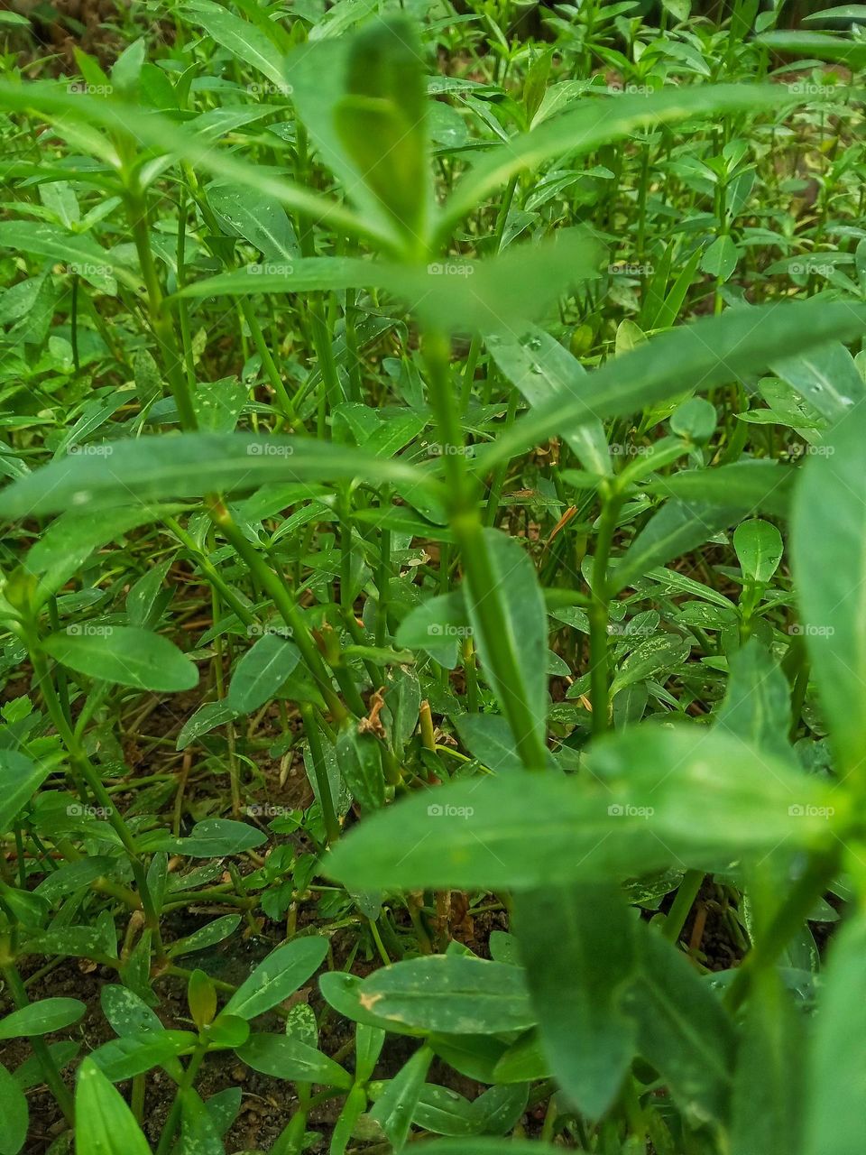 mukunnuwenna plants..