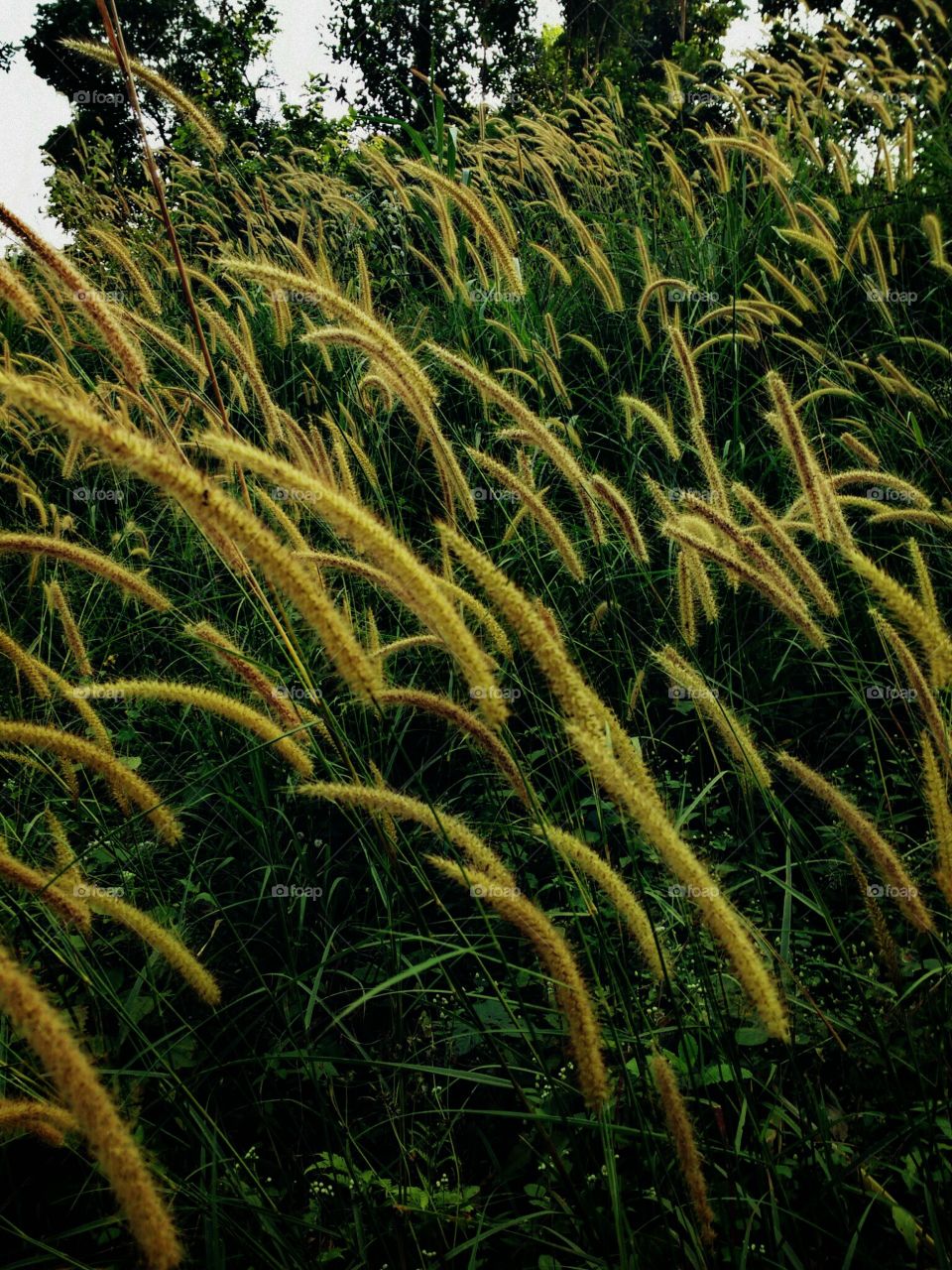 grass flowers