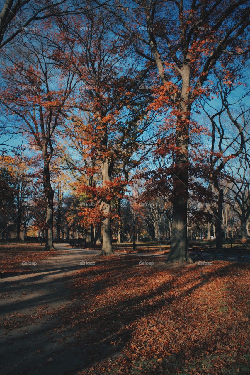 Tree, Fall, Landscape, Wood, Park