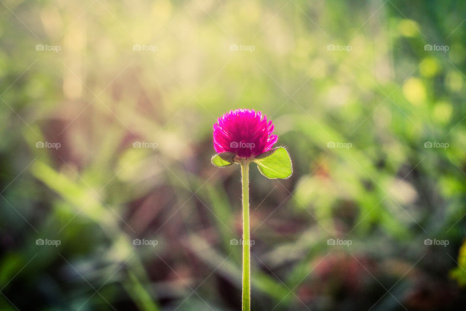 flower in sunset