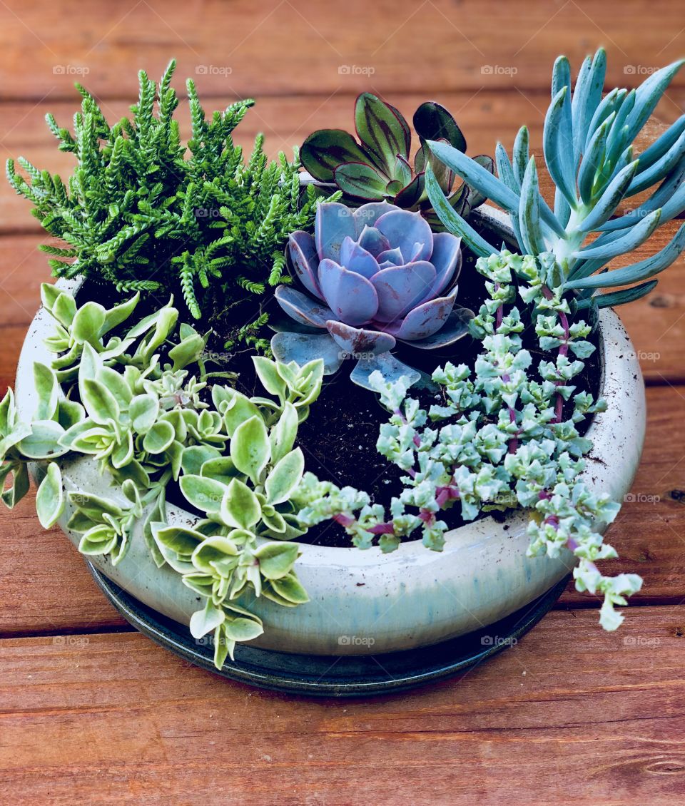 Succulent Garden 